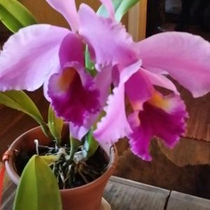 Meet your Posher, Debby